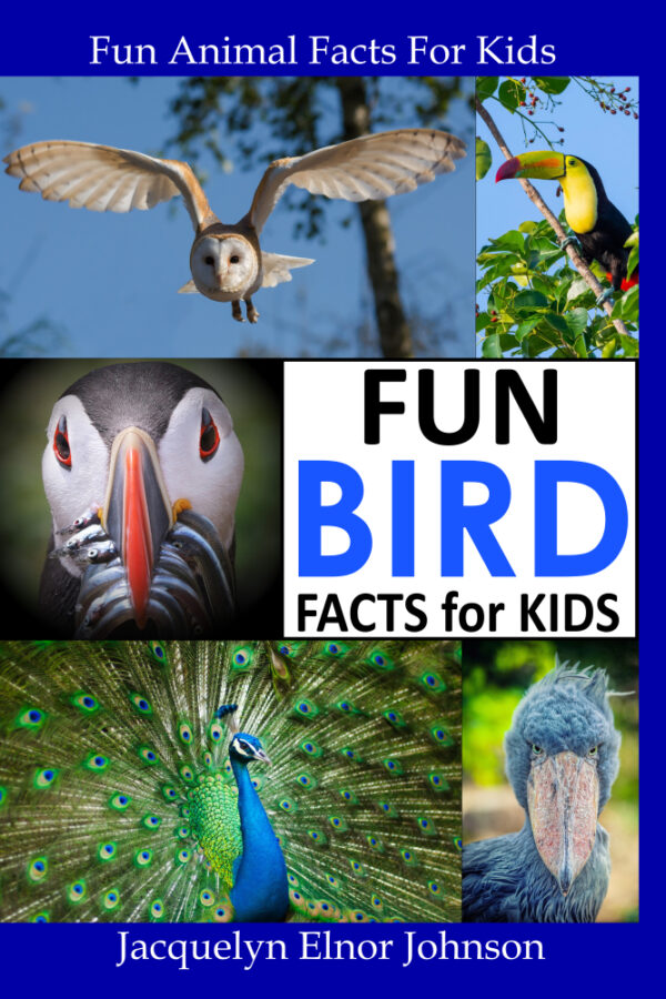 Fun Bird Facts For Kids – Crimson Hill Books